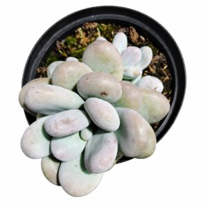 piedra lunar