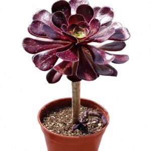 Arborium negro