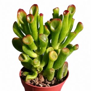crassula ovata shrek