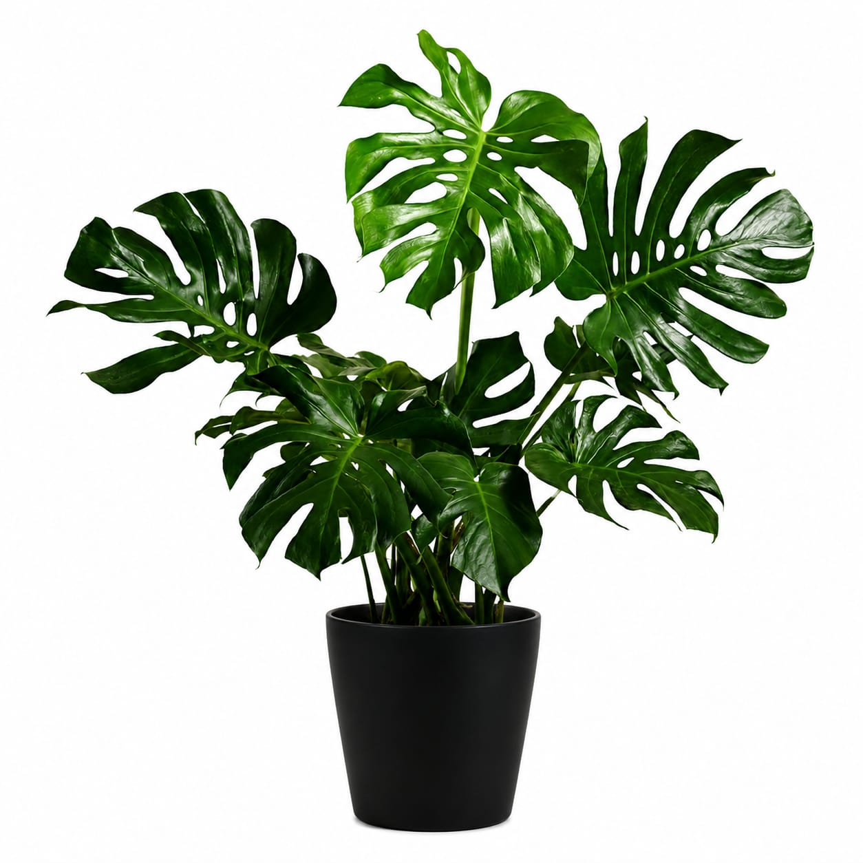 monstera deliciosa - Imagen 2