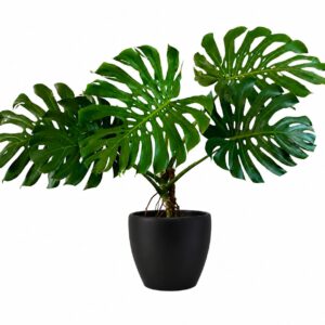 monstera deliciosa
