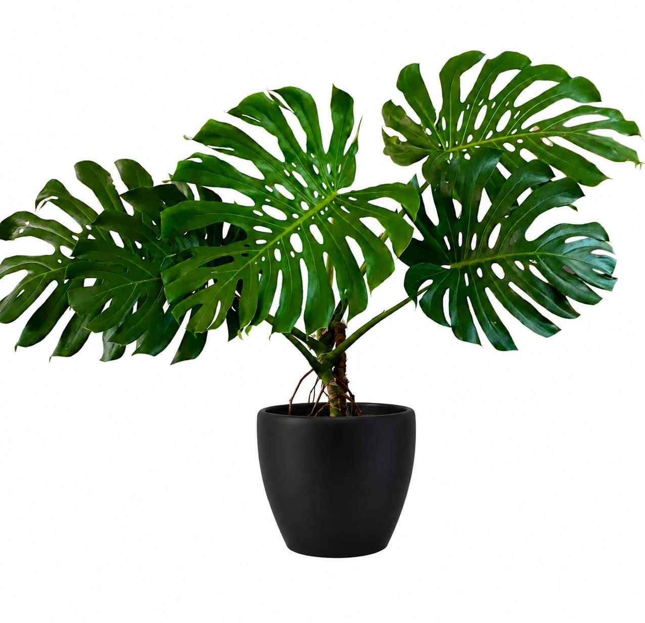 monstera deliciosa