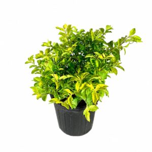 Duranta variegada