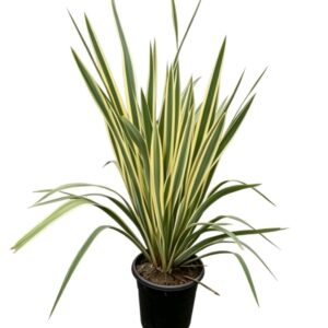 Lino variegado