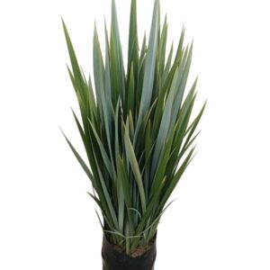 Lino verde