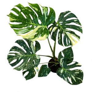 monstera deliciosa variegada