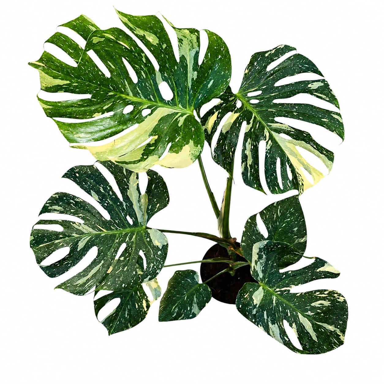 monstera deliciosa variegada