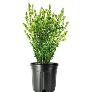 Buxus
