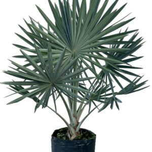 Palma azul Bismarckia
