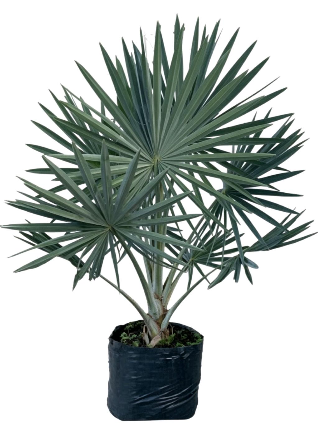 Palma azul Bismarckia