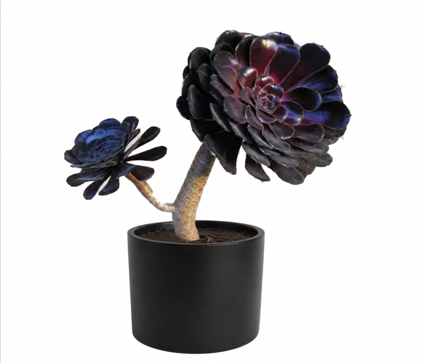 Arborium negro