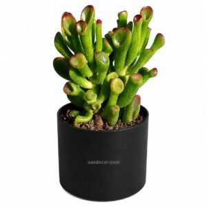 crassula ovata shrek