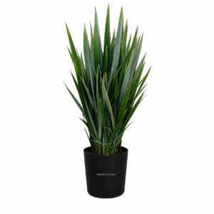 Lino verde