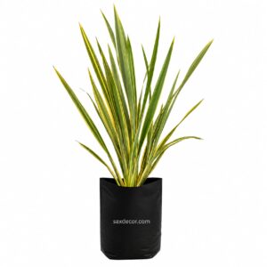 Lino variegado
