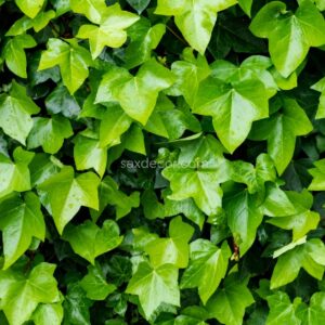Hiedra verde