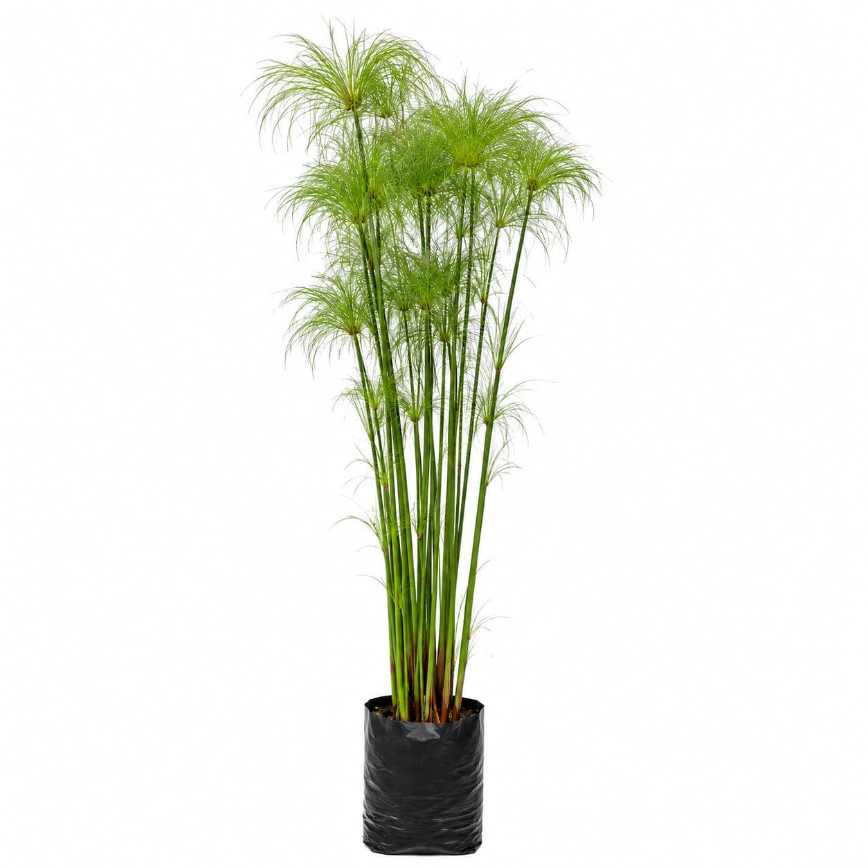 Papiro egipcio