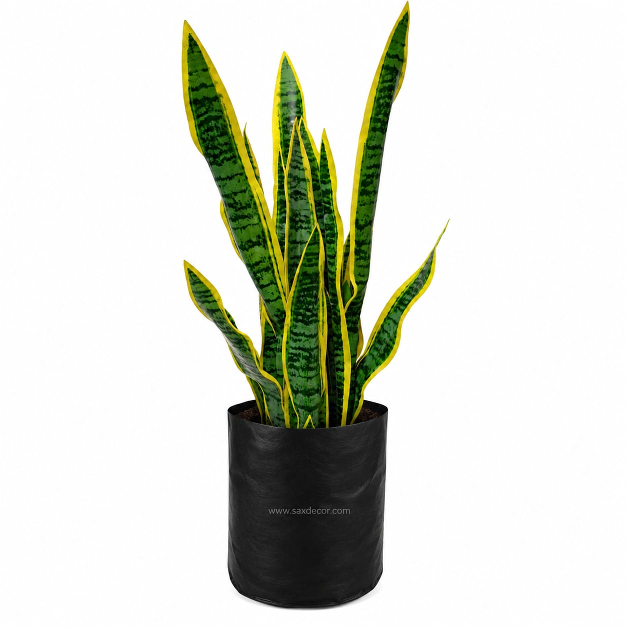 Sanseviera trifasciata - Imagen 2