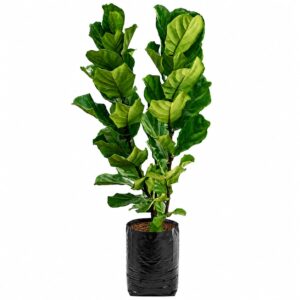 Ficus pandurata