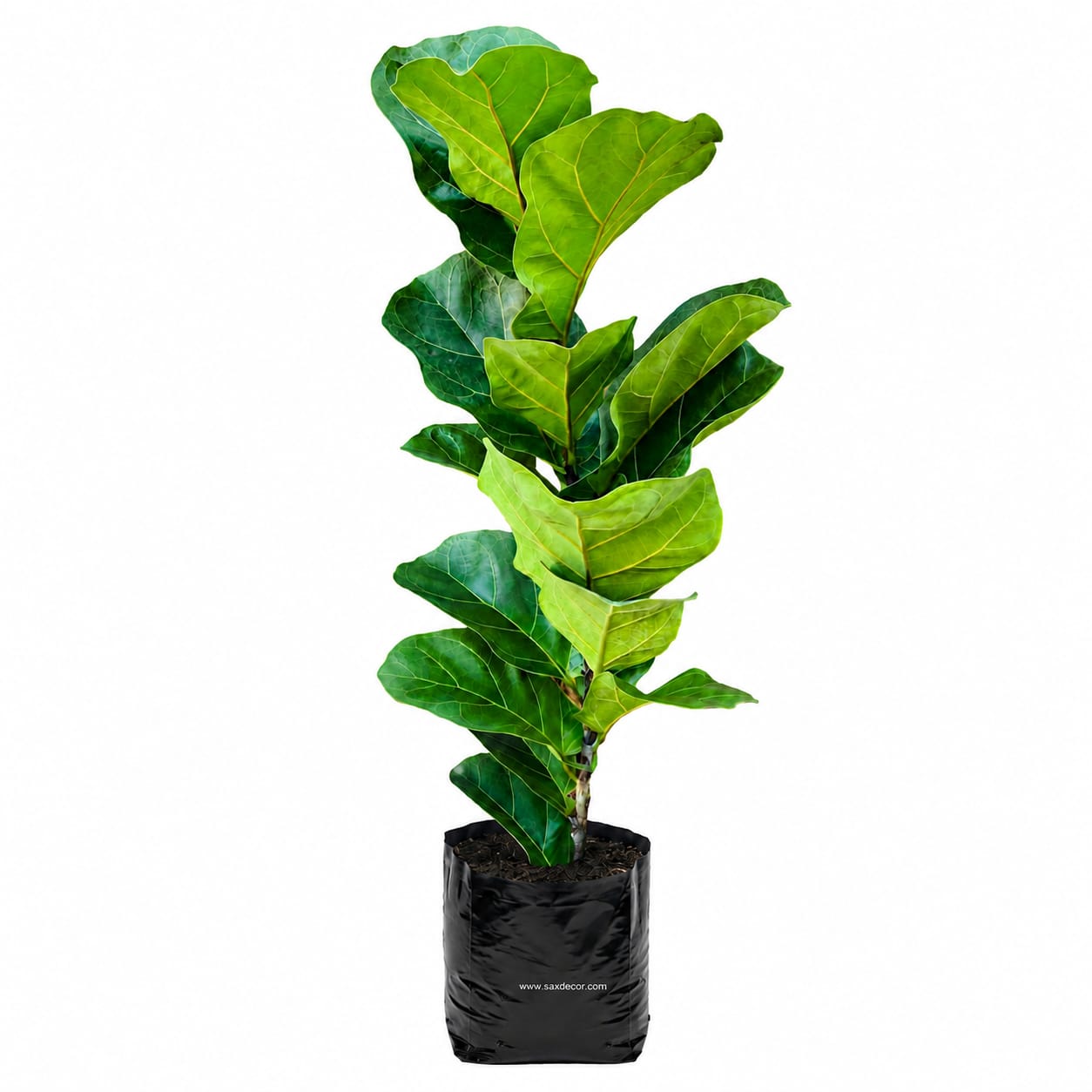 Ficus pandurata - Imagen 2
